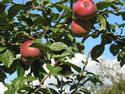 Apples In September
Picture # 2349
